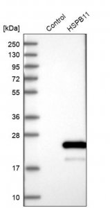 Anti-HSPB11 antibody produced in rabbit HPA030140-100UL