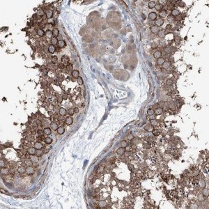 Anti-HSPB11 antibody produced in rabbit HPA030140-100UL
