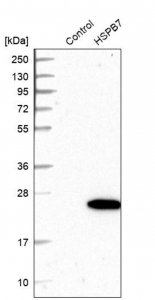 Anti-HSPB7 antibody produced in rabbit HPA027639-100UL