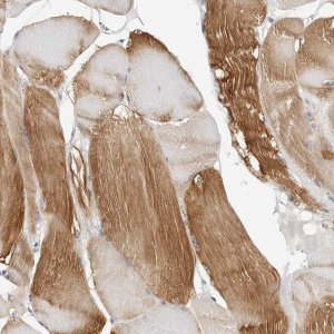 Anti-HSPB7 antibody produced in rabbit HPA027639-100UL