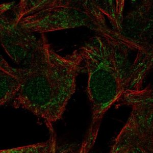 Anti-HSPBAP1 antibody produced in rabbit 