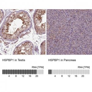 Anti-HSPBP1 antibody produced in rabbit 