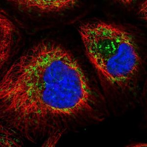 Anti-HSPD1 antibody produced in rabbit 