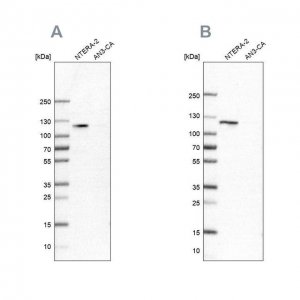 Anti-HSPH1 antibody produced in rabbit 