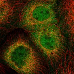 Anti-HSPH1 antibody produced in rabbit 