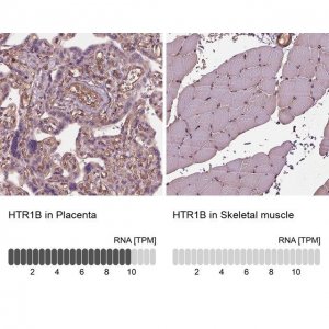 Anti-HTR1B antibody produced in rabbit 