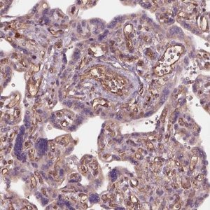 Anti-HTR1B antibody produced in rabbit 