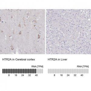 Anti-HTR2A antibody produced in rabbit 
