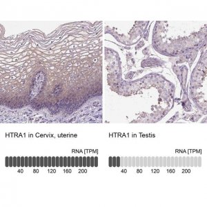 Anti-HTRA1 antibody produced in rabbit 