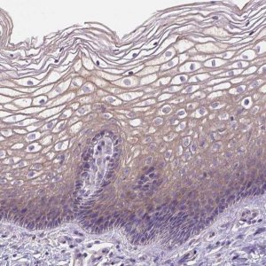 Anti-HTRA1 antibody produced in rabbit 