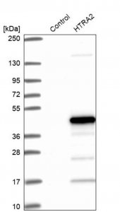 Anti-HTRA2 antibody produced in rabbit 