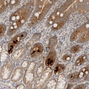 Anti-HTRA2 antibody produced in rabbit 