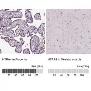 Anti-HTRA4 antibody produced in rabbit 