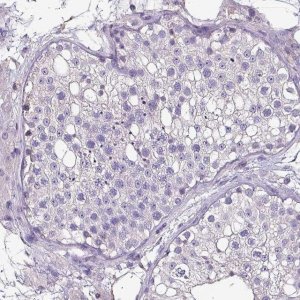 Anti-HTRA4 antibody produced in rabbit 