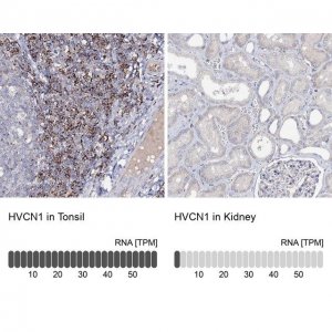 Anti-HVCN1 antibody produced in rabbit 