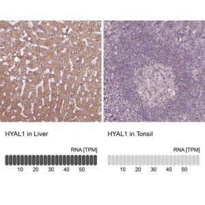Anti-HYAL1 antibody produced in rabbit 