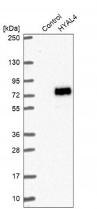 Anti-HYAL4 antibody produced in rabbit 