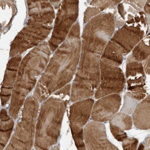 Anti-HYAL4 antibody produced in rabbit 