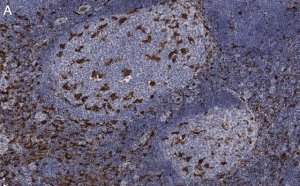 Anti-Iba1/ AIF1 Antibody, clone 20A12.1 ZooMAb Mouse Monoclonal 