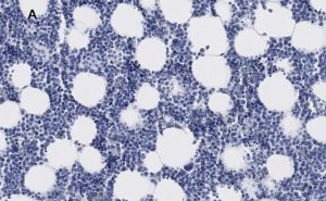 Anti-Iba1/AIF1 Antibody, clone 16B14, ZooMAb Rabbit Monoclonal 