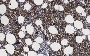 Anti-Iba1/AIF1 Antibody, clone 16B14, ZooMAb Rabbit Monoclonal 