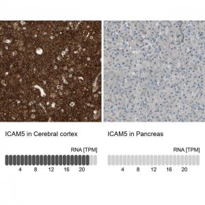 Anti-ICAM5 antibody produced in rabbit 