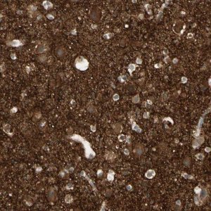 Anti-ICAM5 antibody produced in rabbit 