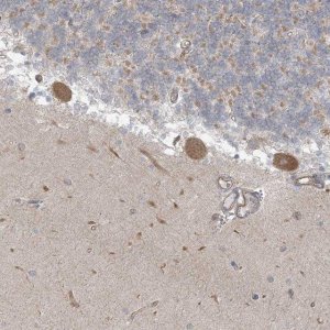 Anti-ICMT antibody produced in rabbit 