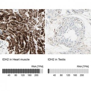 Anti-IDH2 antibody produced in rabbit 