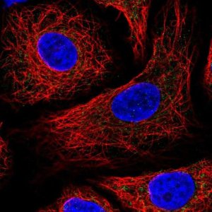 Anti-IDH3B antibody produced in rabbit 