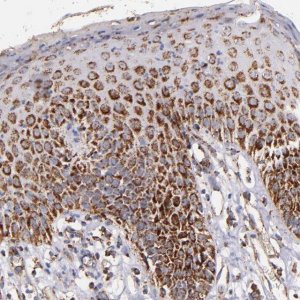 Anti-IDH3G antibody produced in rabbit 
