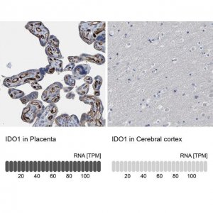 Anti-IDO1 antibody produced in rabbit 