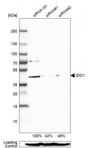 Anti-IDO1 antibody produced in rabbit 