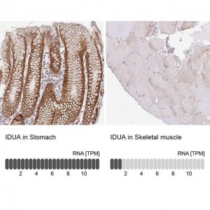 Anti-IDUA antibody produced in rabbit 