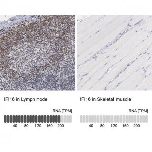 Anti-IFI16 antibody produced in rabbit 