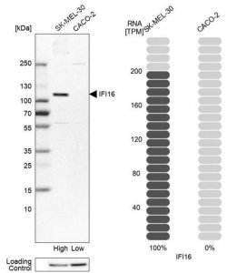 Anti-IFI16 antibody produced in rabbit 