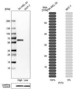 Anti-IFIT3 antibody produced in rabbit 