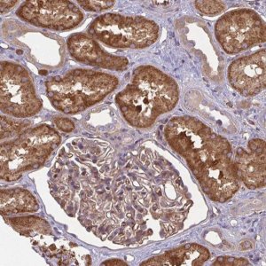 Anti-IFIT3 antibody produced in rabbit 