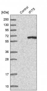 Anti-IFIT5 antibody produced in rabbit 