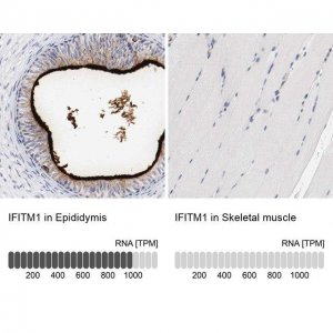 Anti-IFITM1 antibody produced in rabbit 