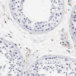 Anti-IFITM1 antibody produced in rabbit 