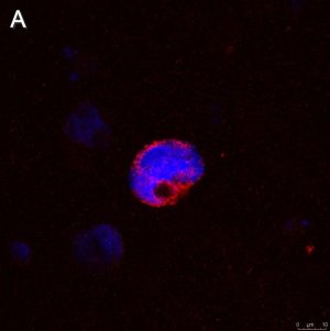 Anti-IFN Antibody, clone 5K15 ZooMAb Rabbit Monoclonal 