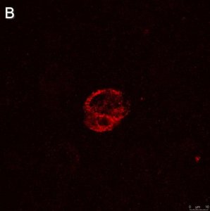 Anti-IFN Antibody, clone 5K15 ZooMAb Rabbit Monoclonal 