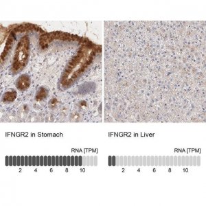 Anti-IFNGR2 antibody produced in rabbit 