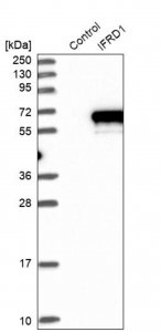 Anti-IFRD1 antibody produced in rabbit 