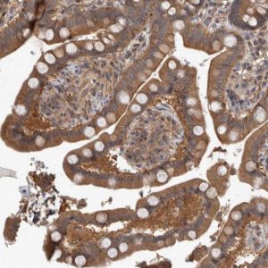 Anti-IFRD1 antibody produced in rabbit 