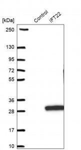 Anti-IFT22 antibody produced in rabbit 