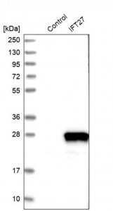 Anti-IFT27 antibody produced in rabbit 