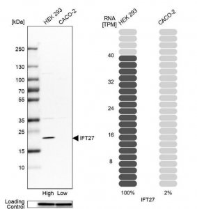 Anti-IFT27 antibody produced in rabbit 