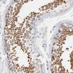 Anti-IFT43 antibody produced in rabbit 